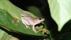 Scinax x-signatus