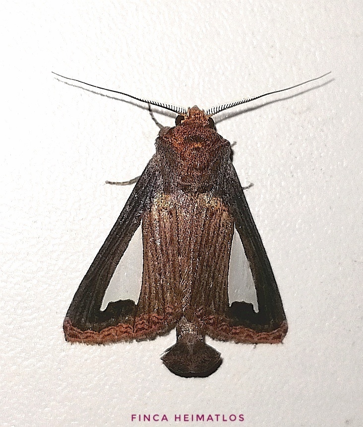 Notoplusia clara