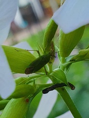 Calocoris affinis