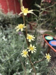 Lactuca saligna