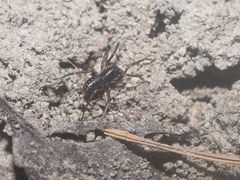 Oedignatha scrobiculata