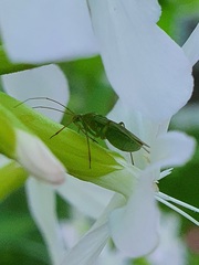Calocoris affinis