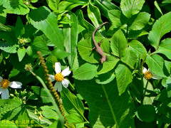 Takydromus viridipunctatus