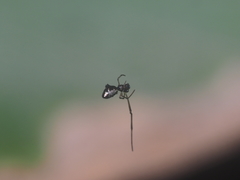 Argyrodes argentatus