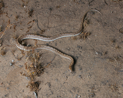 Arizona elegans candida