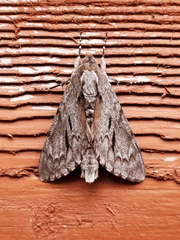 Lapara coniferarum