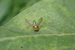 Condylostylus comatus