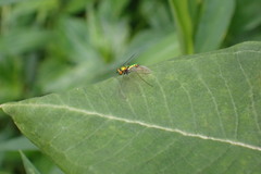 Condylostylus comatus