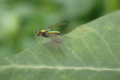 Condylostylus comatus
