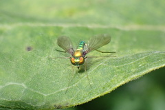 Condylostylus comatus