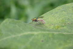 Condylostylus comatus