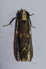 Metaschalis disrupta