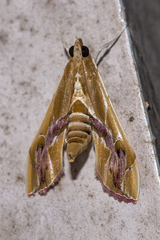 Agathodes ostentalis