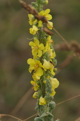 Verbascum simplex