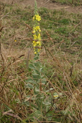 Verbascum simplex