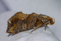 Plusiodonta coelonota