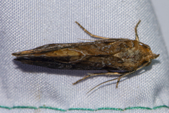 Plusiodonta coelonota
