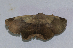 Psimada quadripennis