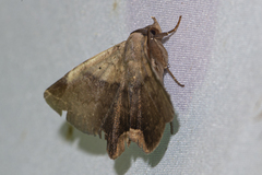 Psimada quadripennis