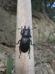 Lucanus tetraodon