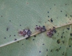 Corythucha associata