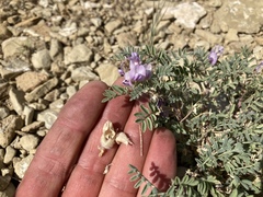 Astragalus pubentissimus