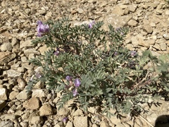 Astragalus pubentissimus