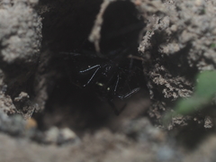 Steatoda cingulata