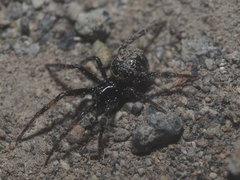 Steatoda cingulata