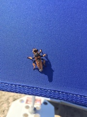 Pogonosoma maroccanum