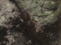 Scytodes fusca