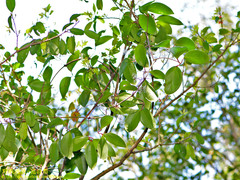Clematis crassifolia