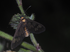 Amata huebneri