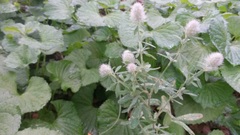 Trifolium arvense