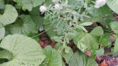 Trifolium arvense