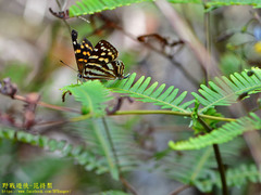 Dodona formosana