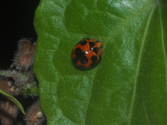 Coelophora inaequalis