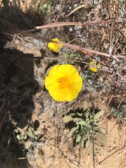 Eschscholzia californica maritima