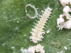 Clitostethus arcuatus