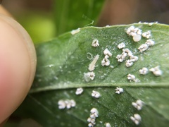 Clitostethus arcuatus