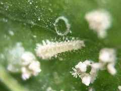 Clitostethus arcuatus