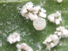 Clitostethus arcuatus