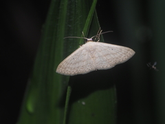 Scopula parodites