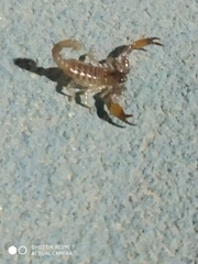 Scorpio