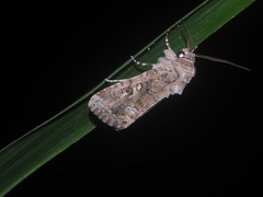 Spodoptera cilium