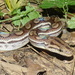 Campina Grande Rainbow Boa - Photo (c) Frederico Acaz Sonntag, some rights reserved (CC BY-NC), uploaded by Frederico Acaz Sonntag