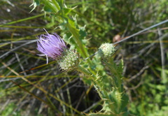 Cirsium alatum