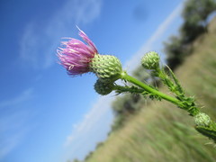 Cirsium alatum