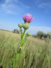Cirsium alatum