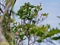 Rhododendron mariesii